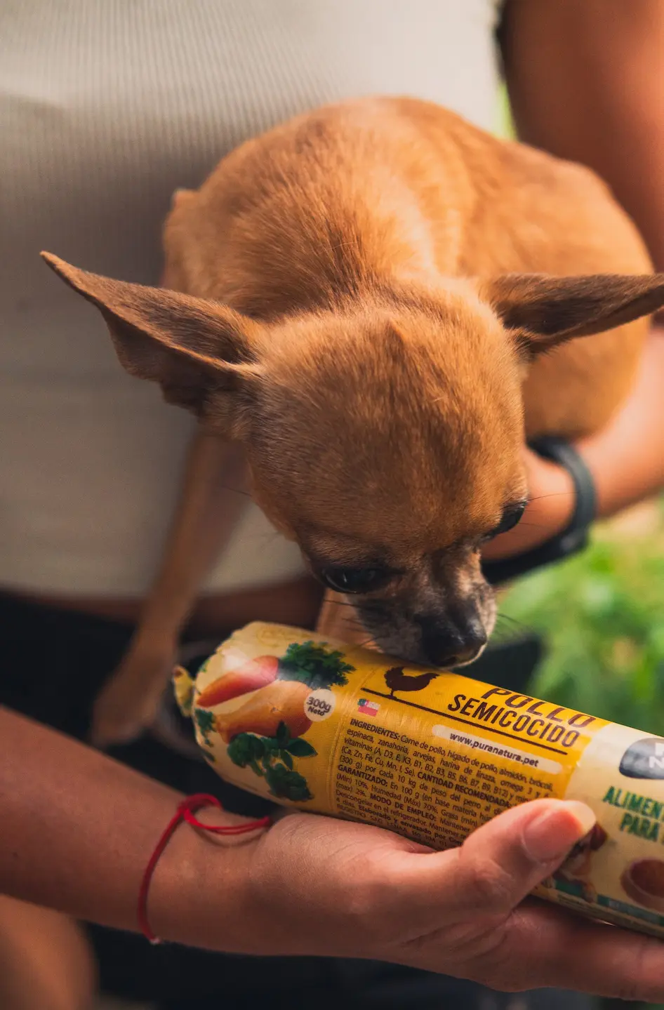 Perro feliz comiendo alimento natural Chidog